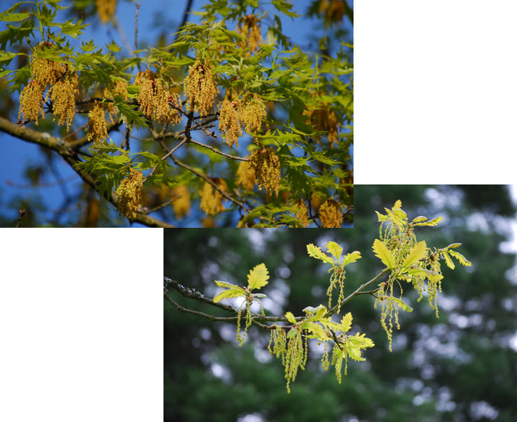 Roteiche, Quercus rubra und Traubeneiche, Quercus petraea