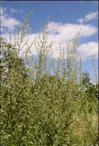 Gewöhnlicher Beifuss, Artemisia vulgaris